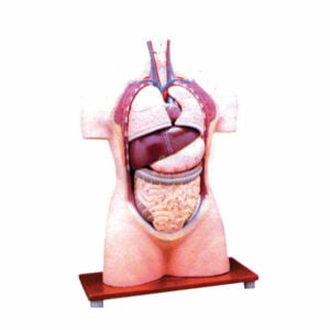 science lab Models
